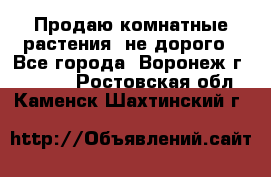 Продаю комнатные растения  не дорого - Все города, Воронеж г.  »    . Ростовская обл.,Каменск-Шахтинский г.